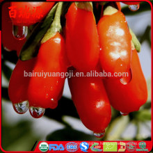 Bayas de goji originales de Ningxia, bayas de goji secadas, barbary, goji, frutas, aperitivos de ocio